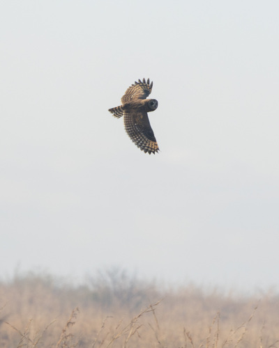 iNaturalist: (c) frank kruger, some rights reserved (CC BY-NC), uploaded by frank kruger iNaturalist image