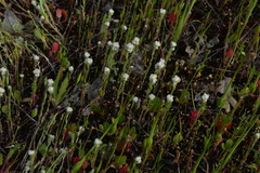 Micropus californicus