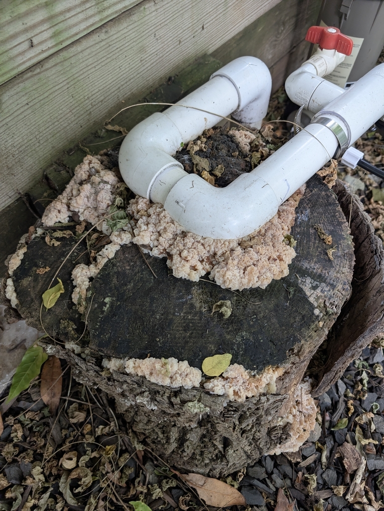 white jelly fungus · June 2026 · photo: Photo: (c) FATCAT, some rights reserved (CC BY) · iNaturalist