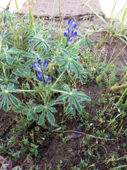 Lupinus micranthus