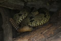 Crotalus lepidus klauberi