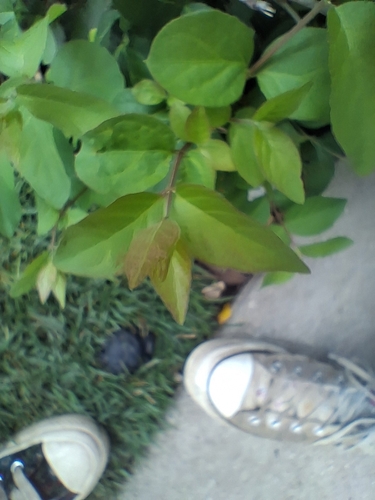 Amur honeysuckle