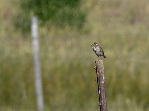 Savannah Sparrow