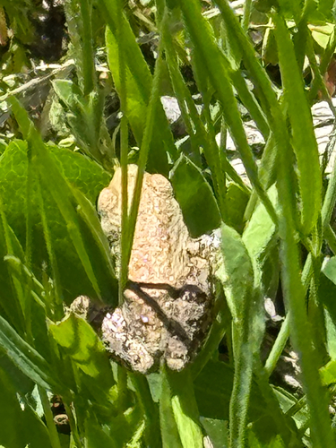 iNaturalist observation photo of Pacific chorus frog