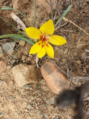 Tritonia florentiae