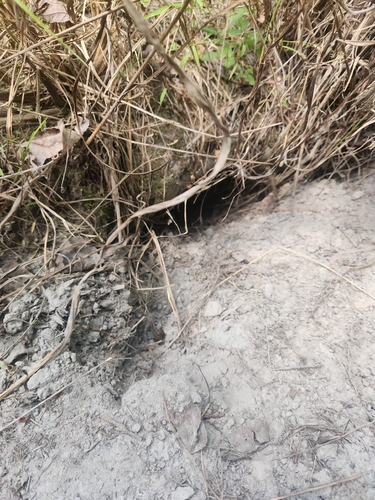 Gopher Tortoise