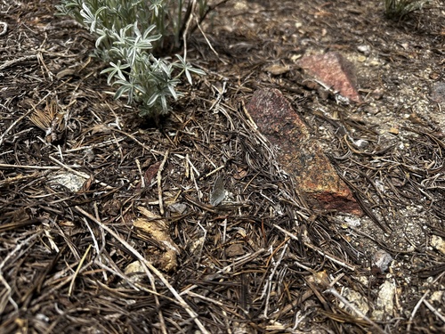 iNaturalist observation photo of Boisduval's Blue