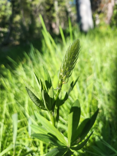 iNaturalist observation photo of lupines
