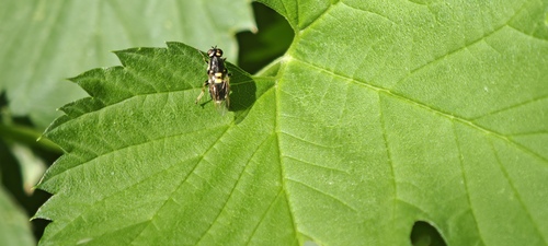 Twin-spotted Major, Lisse, Nederland, photo 7 of 10
