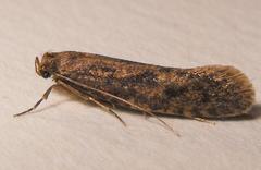 Acrolophinae