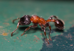 Dilobocondyla fouqueti