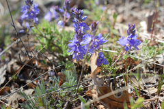 Veronica capsellicarpa