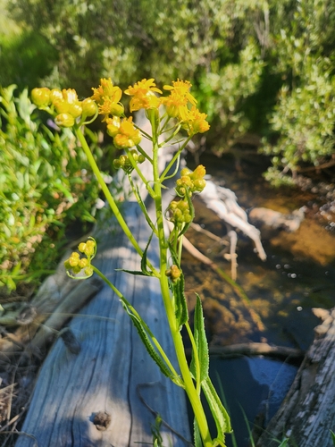 iNaturalist observation photo of groundsels
