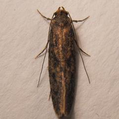Acrolophinae