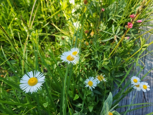 iNaturalist observation photo of fleabanes and horseweeds