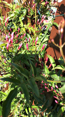 Jasminum polyanthum