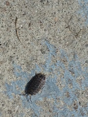 Porcellio spinicornis