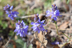 Veronica capsellicarpa