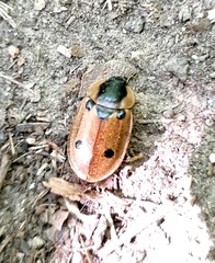 Dendroxena quadrimaculata