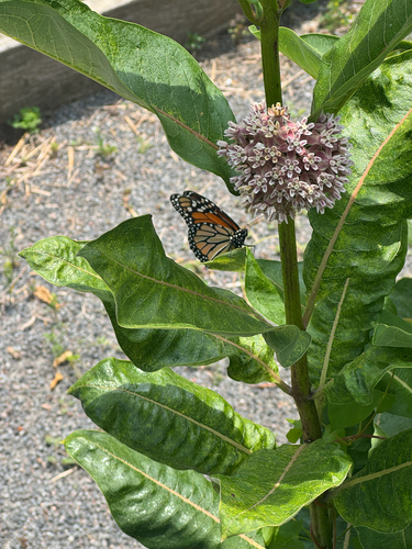 Monarch