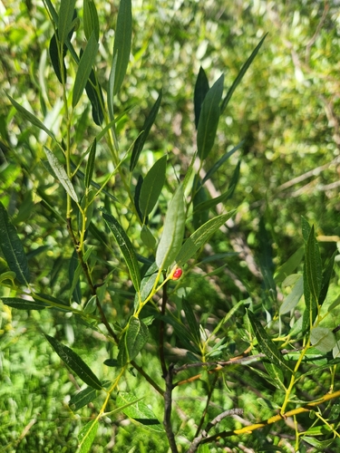 iNaturalist observation photo of Lemmon's willow