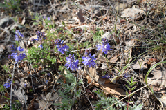 Veronica capsellicarpa