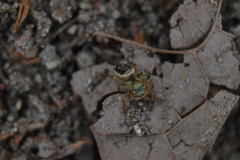 Paraphidippus