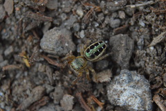 Paraphidippus