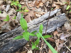 Asclepias variegata
