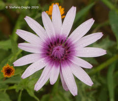 Pseudopodospermum papposum