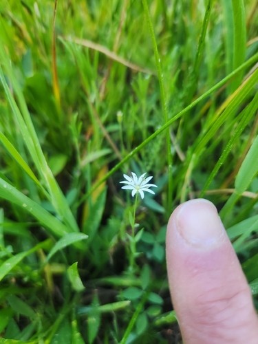 iNaturalist observation photo of chickweeds