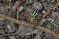 Paraphidippus
