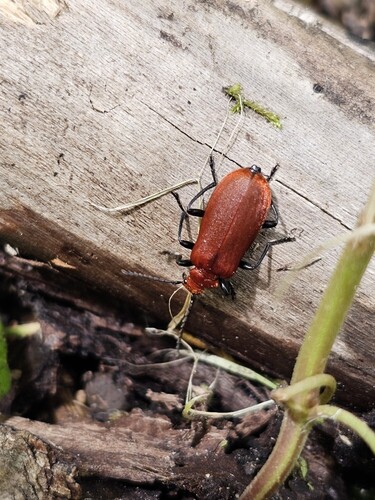 Pyrochroa serraticornis