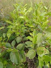 Coccoloba barbadensis