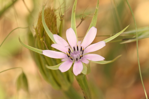 Geropogon hybridus