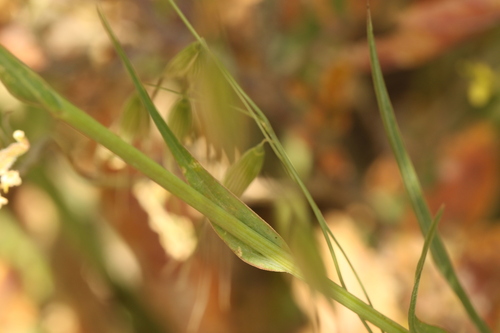 Geropogon hybridus, photograph 1