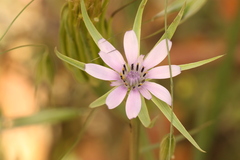 Geropogon hybridus, photograph (c) Chaym Turak, some rights reserved (CC BY-SA)