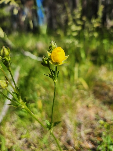 iNaturalist observation photo of strawberries, cinquefoils, and allies