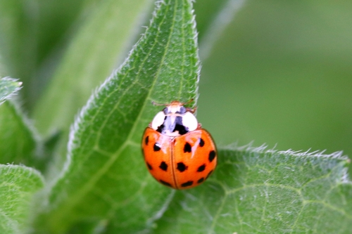Asiatischer Marienkäfer
