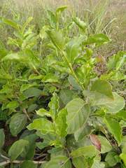 Coccoloba barbadensis