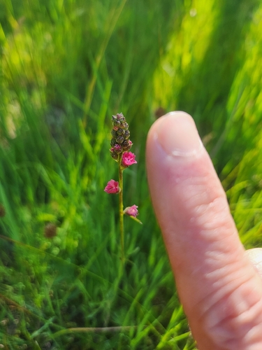 iNaturalist observation photo of Oregon Checker-mallow