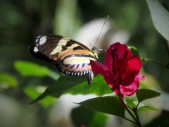 Heliconius ethilla