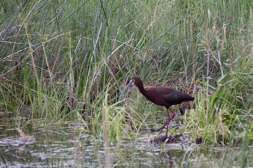 White-faced Ibis