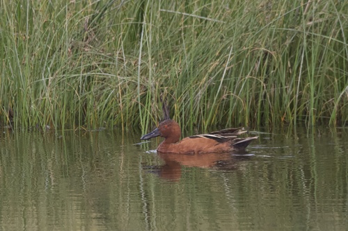 Cinnamon Teal