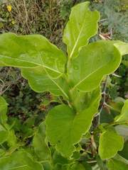 Coccoloba barbadensis