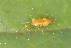 Aphelinidae