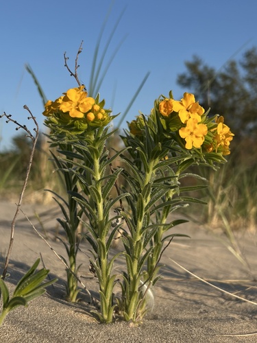 Lithospermum caroliniense, photograph 1