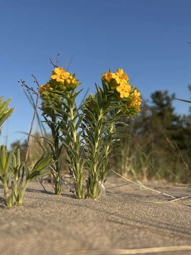 Lithospermum caroliniense, photograph 2