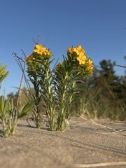 Lithospermum caroliniense, photograph (c) Justin Donahue, some rights reserved (CC BY)
