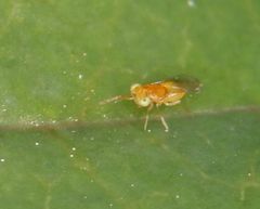Aphelinidae